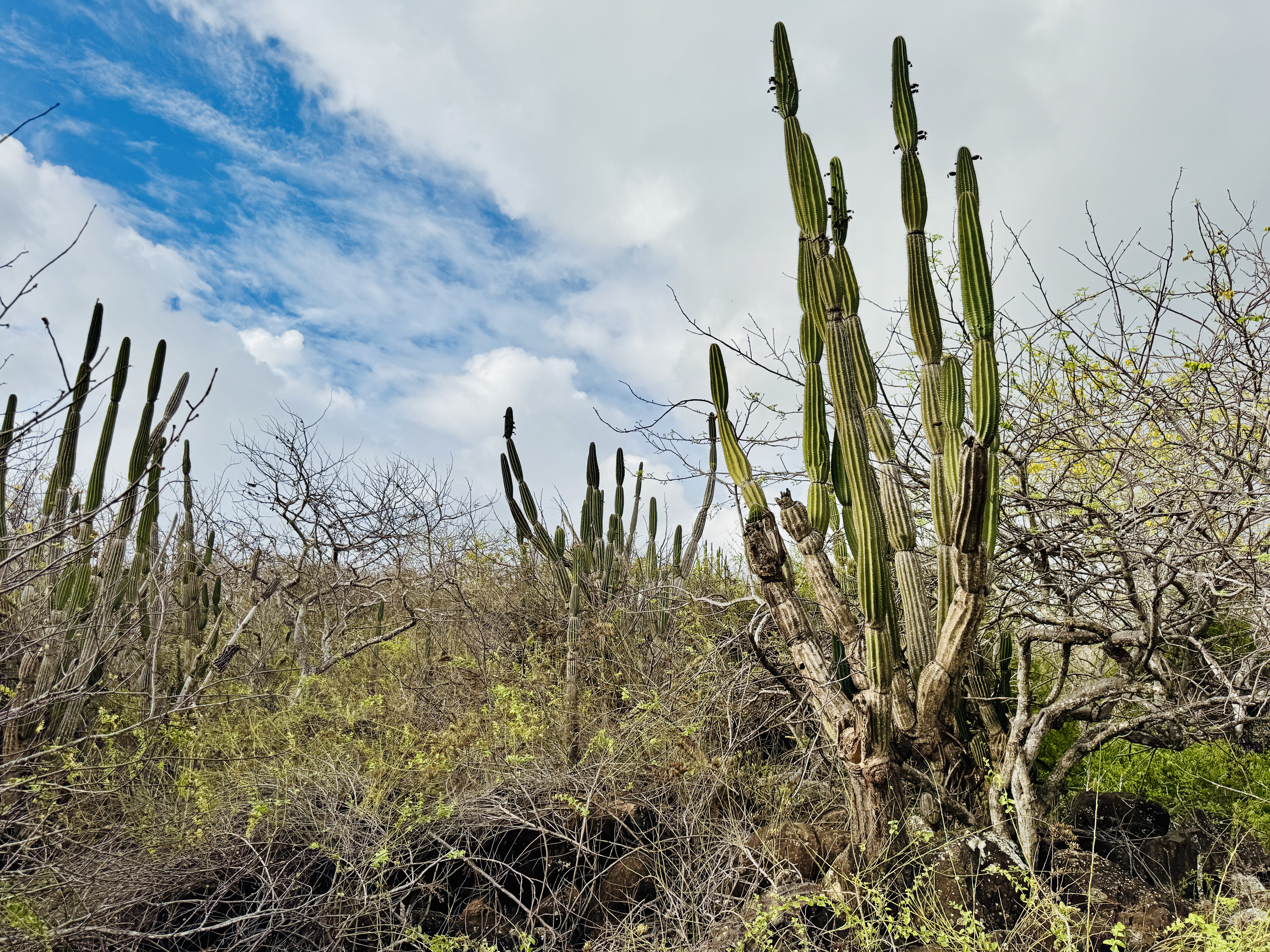 Cactus Galapagos
