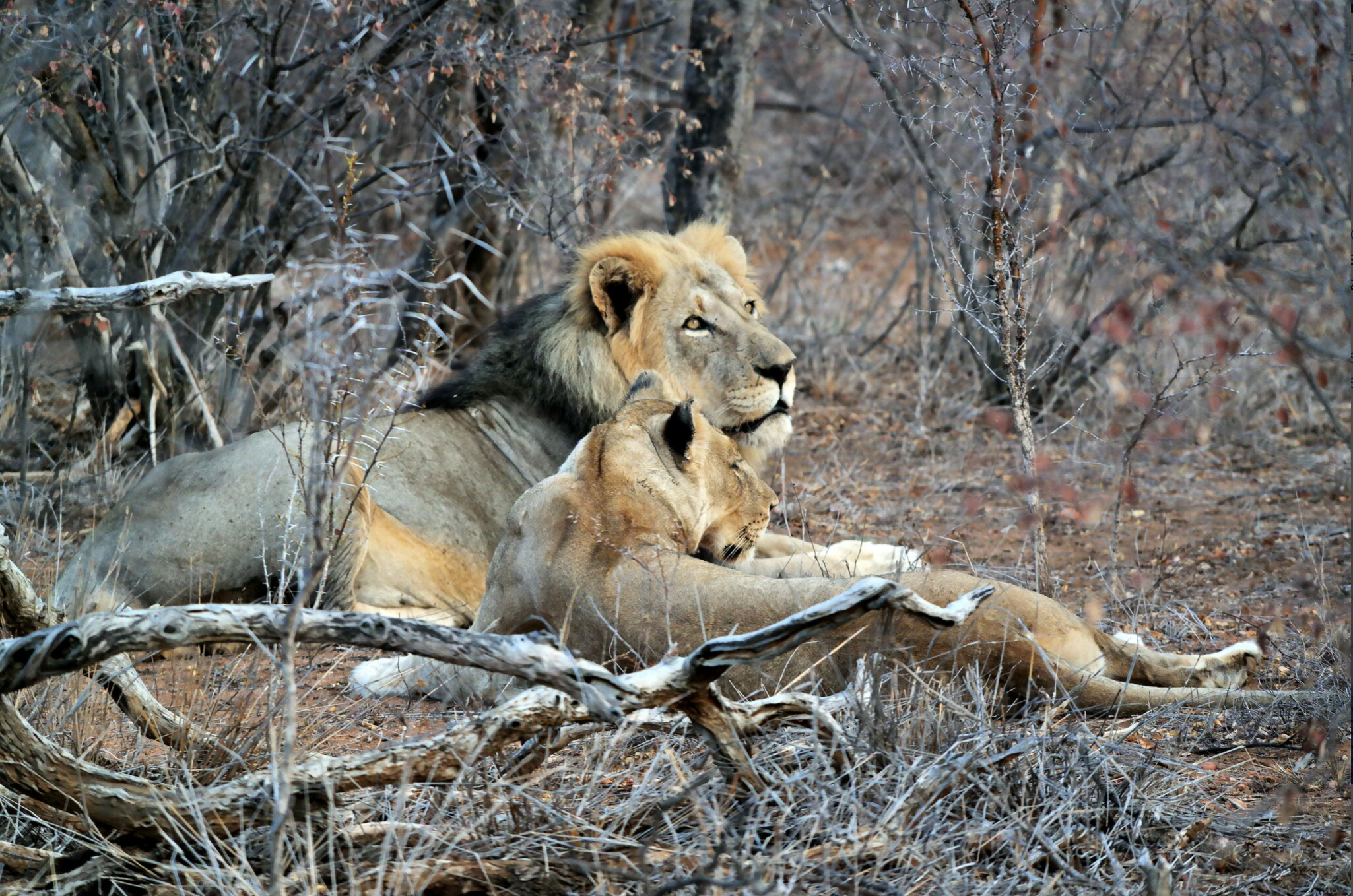 Lions, Kruger National Park, South Africa